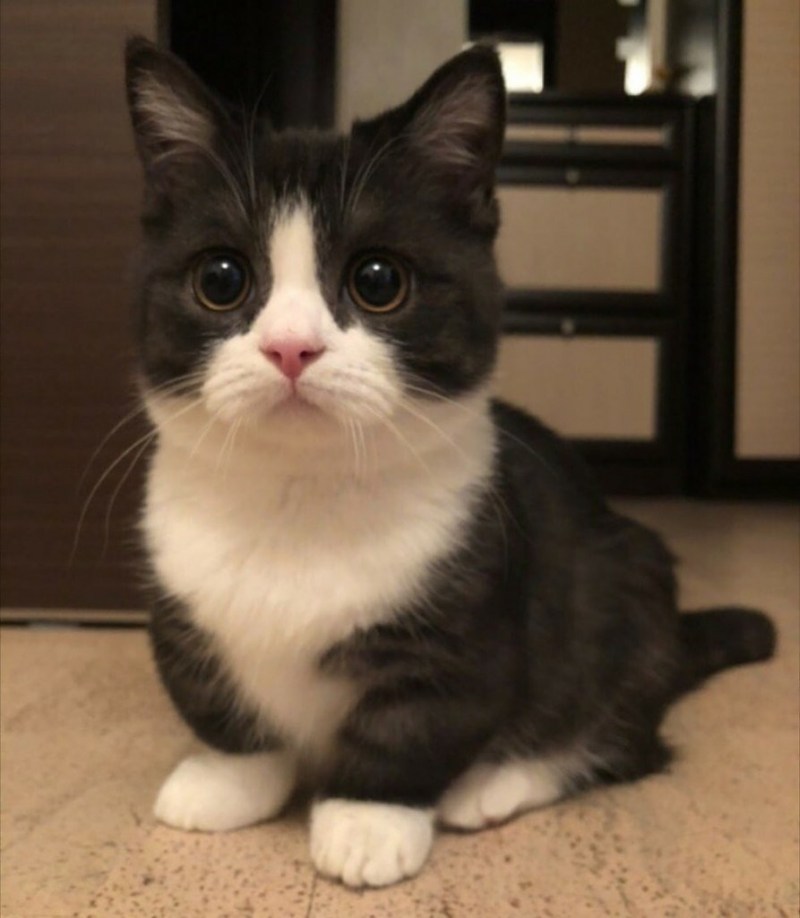 Манчкин короткошерстный
