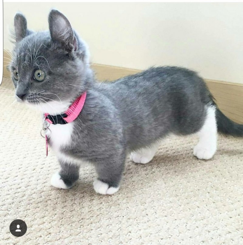 Кошка такса Манчкин
