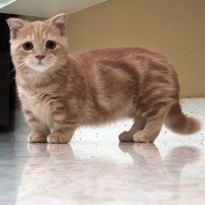 Манчкин скоттиш килт