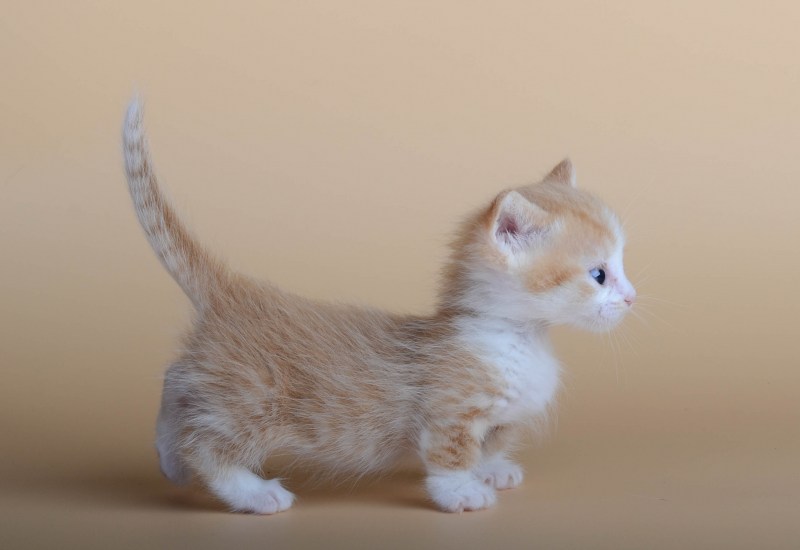 Манчкин короткошерстный