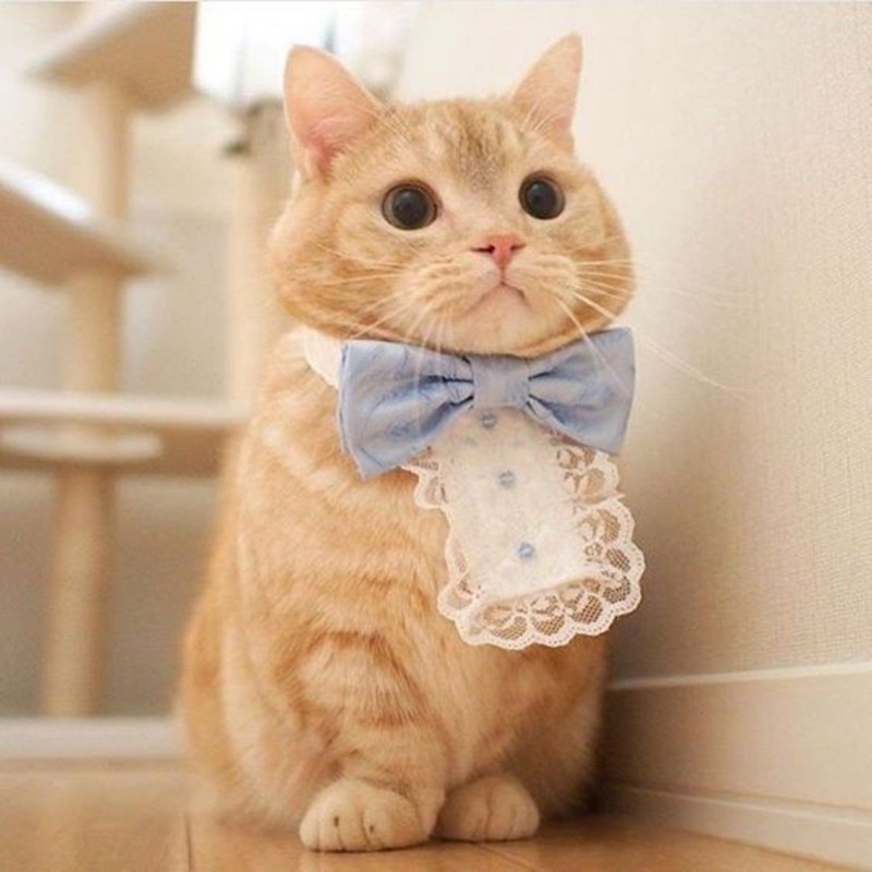 Манчкин бобтейл