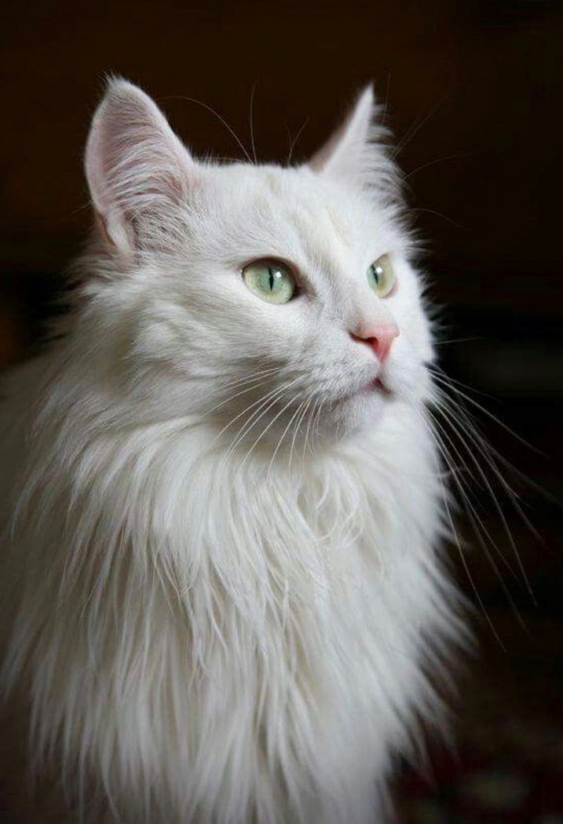 Коты турецкая ангора