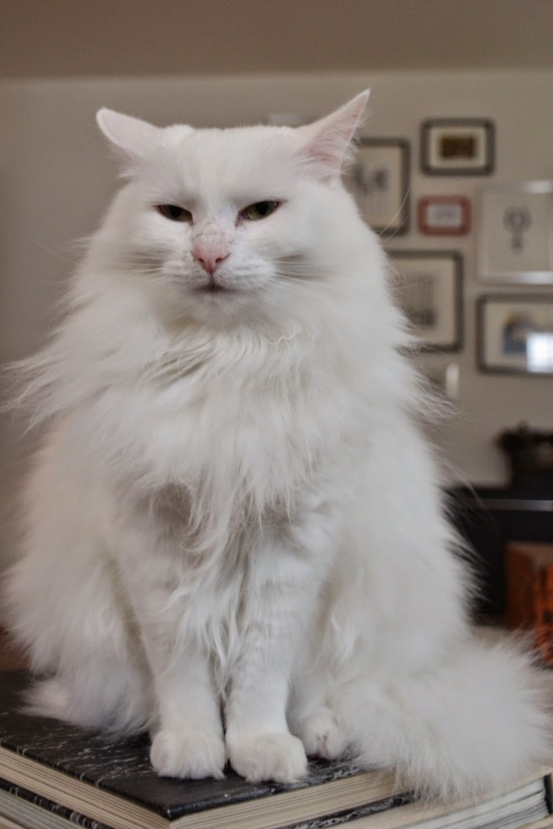 Белая ангорская кошка