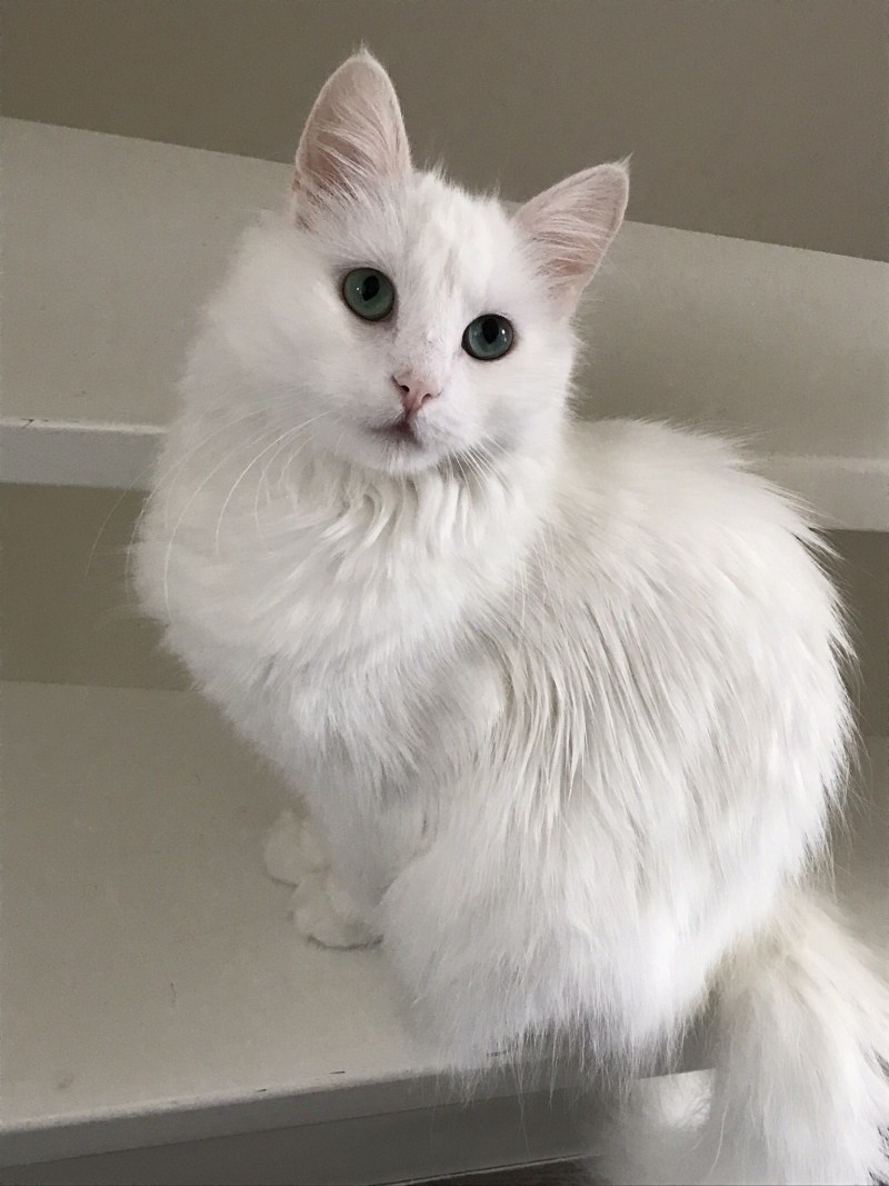 Турецкая ангорская кошка