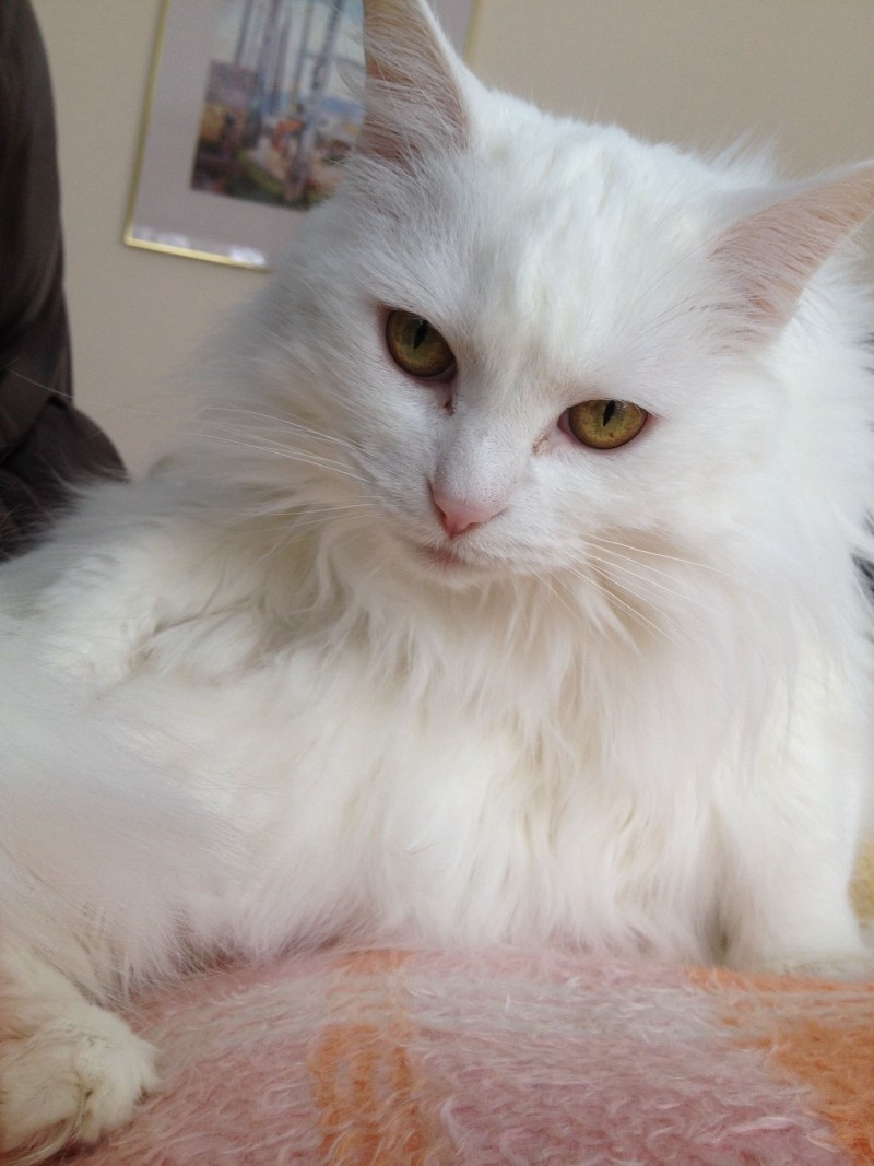 Кошка белая ангорская с котятами