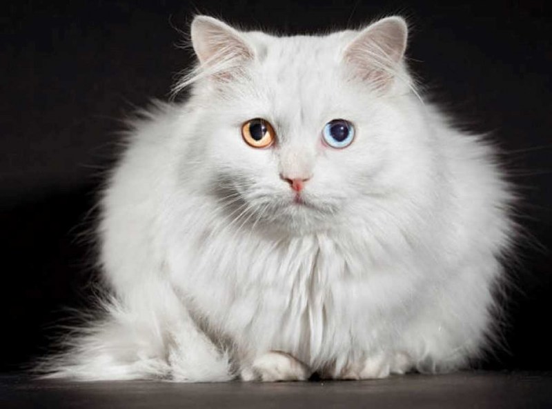 Сибирская ангора кот