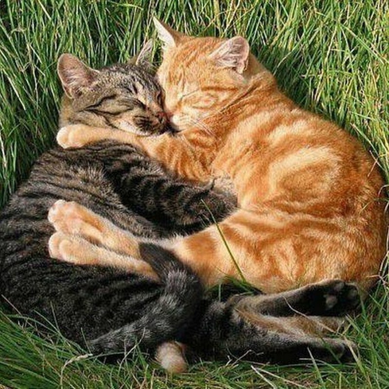 Кошачья любовь
