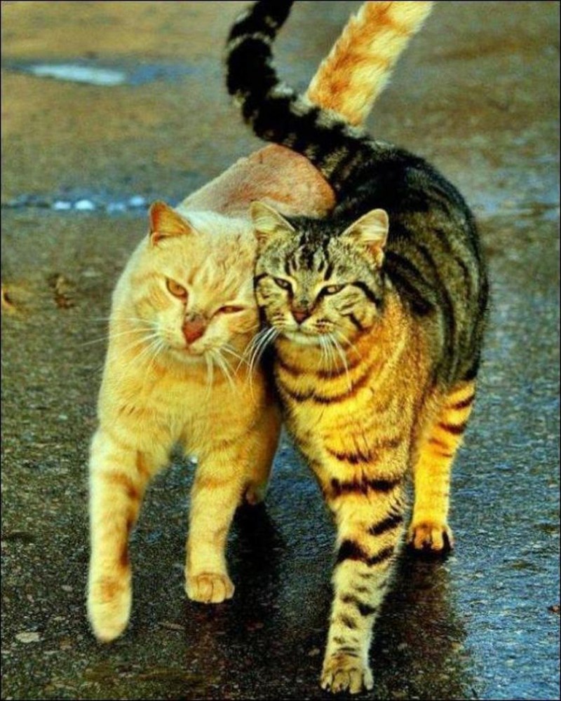 Кошки любовь