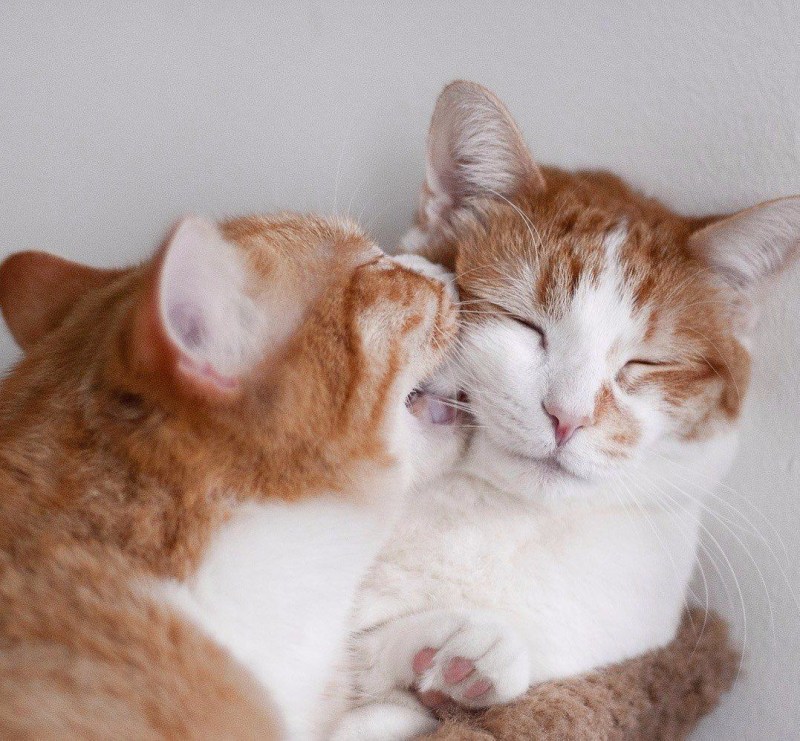 Кошки обнимаются