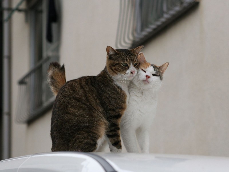 Кошачья любовь