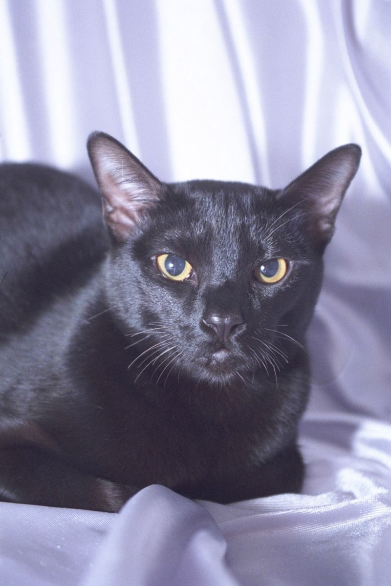 Бомбейская кошка котенок