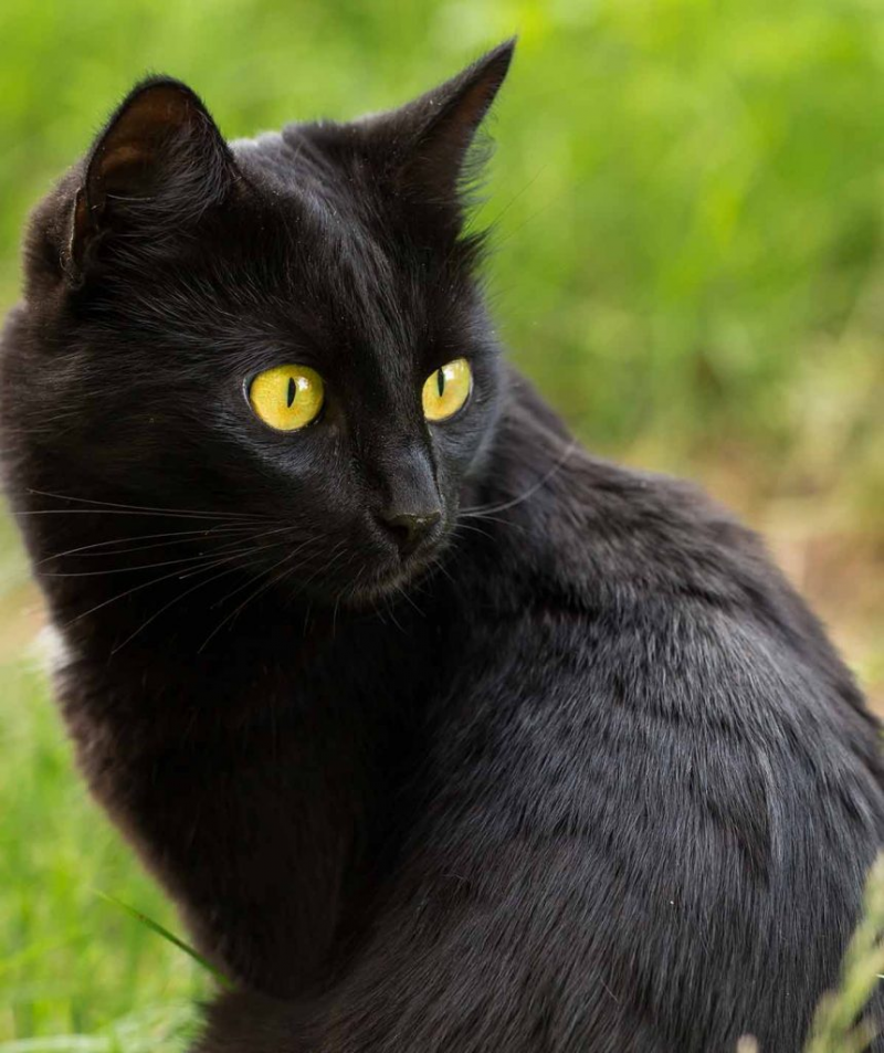 Бомбейская черная кошка