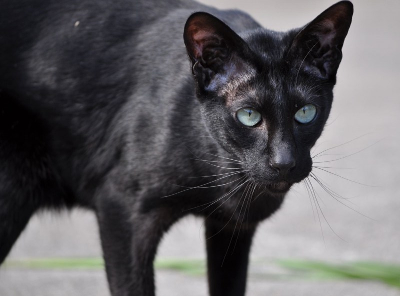Бомбейская кошка коричневая