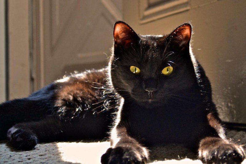 Бомбейская кошка котенок