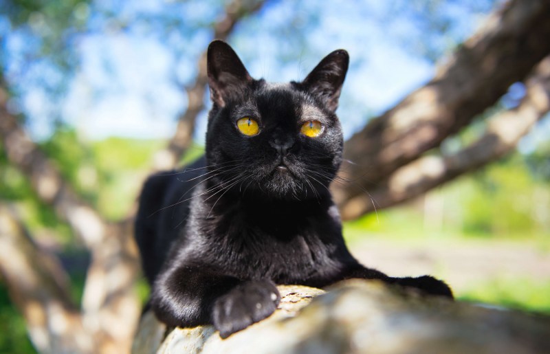 Британская Бомбейская кошка
