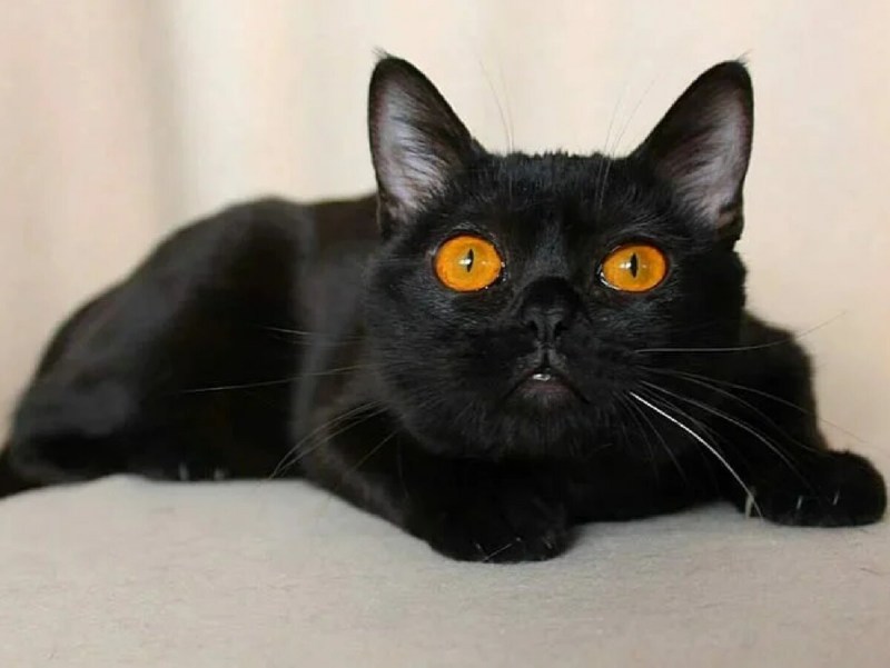 Кошка породы Бомбей