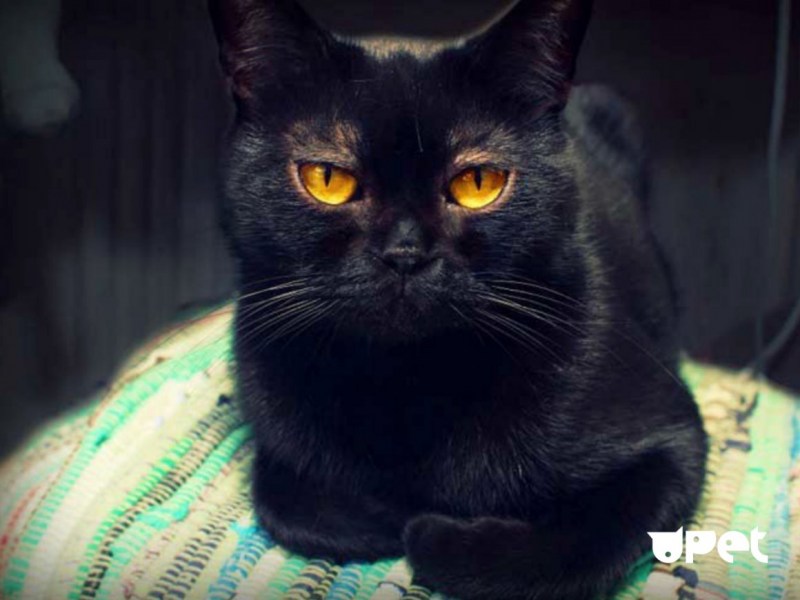 Мэнкс кошка черная