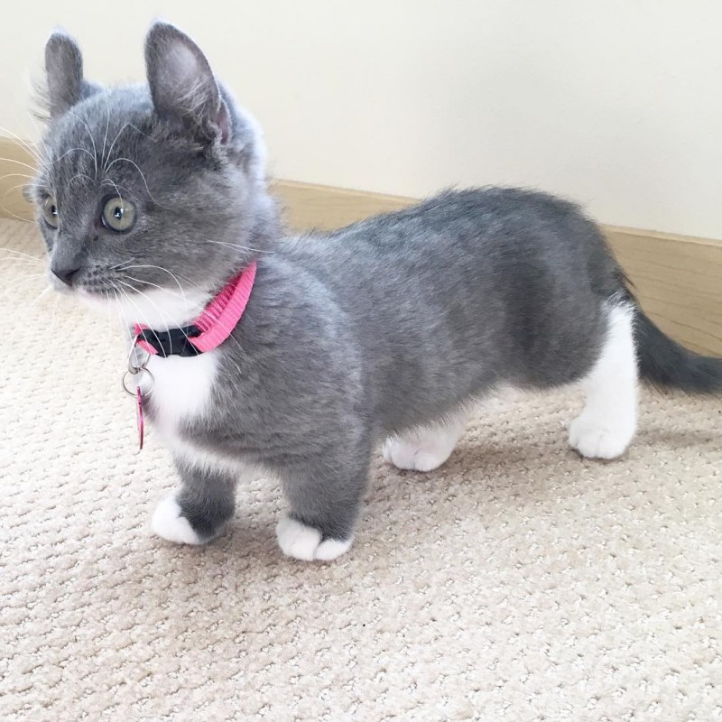 Кошка такса Манчкин