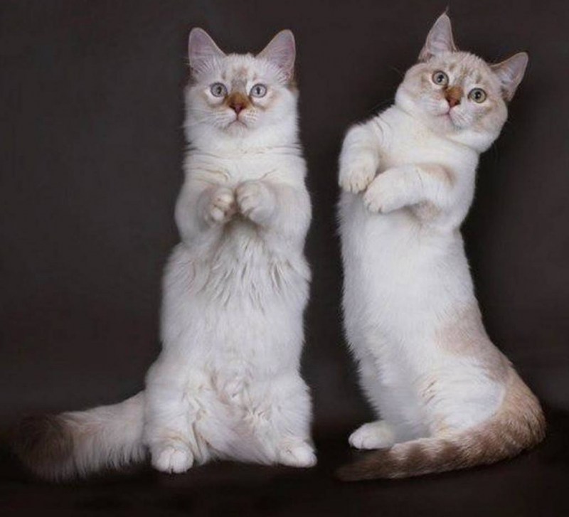 Коты породы Манчкин