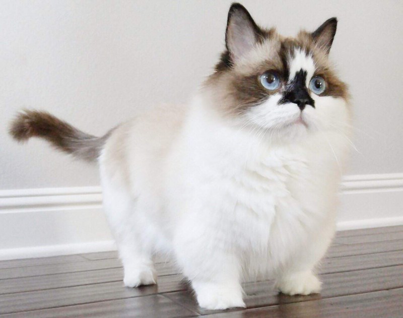 Манчкин кот