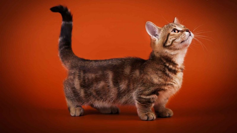 Коты породы Манчкин