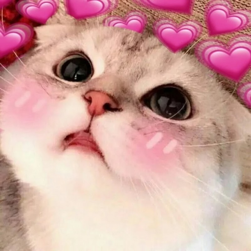 Манчкин кот