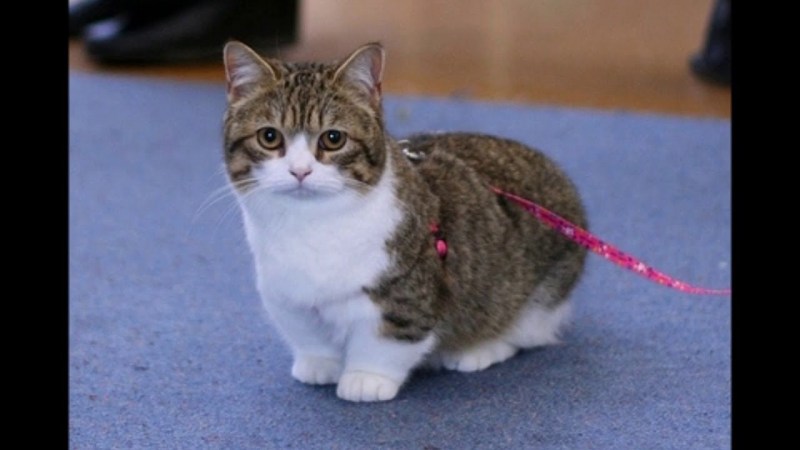 Коротконогие кошки Манчкин