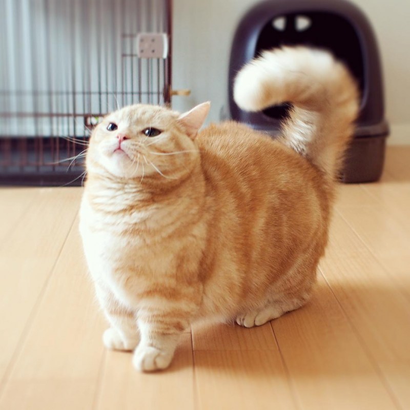 Коротколапые кошки Манчкин