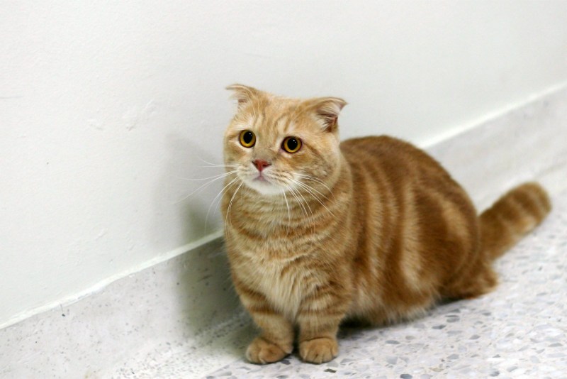 Манчкин кот вислоухий рыжий