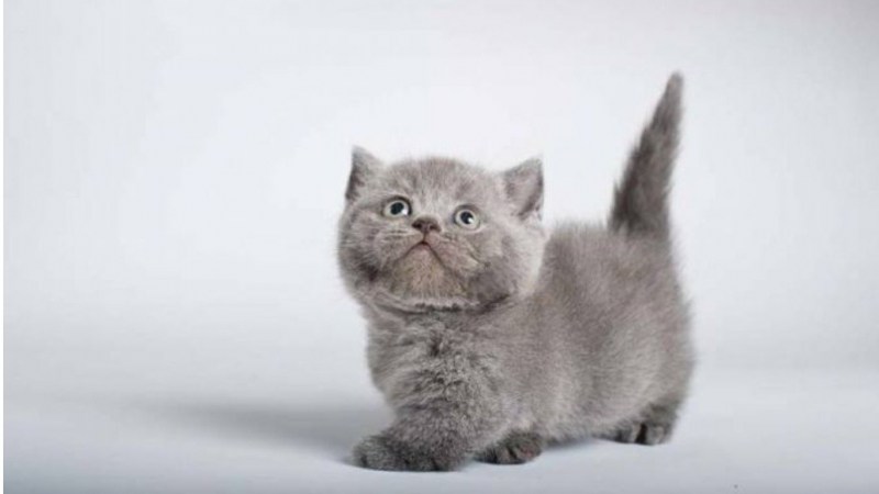 Манчкин кот серый