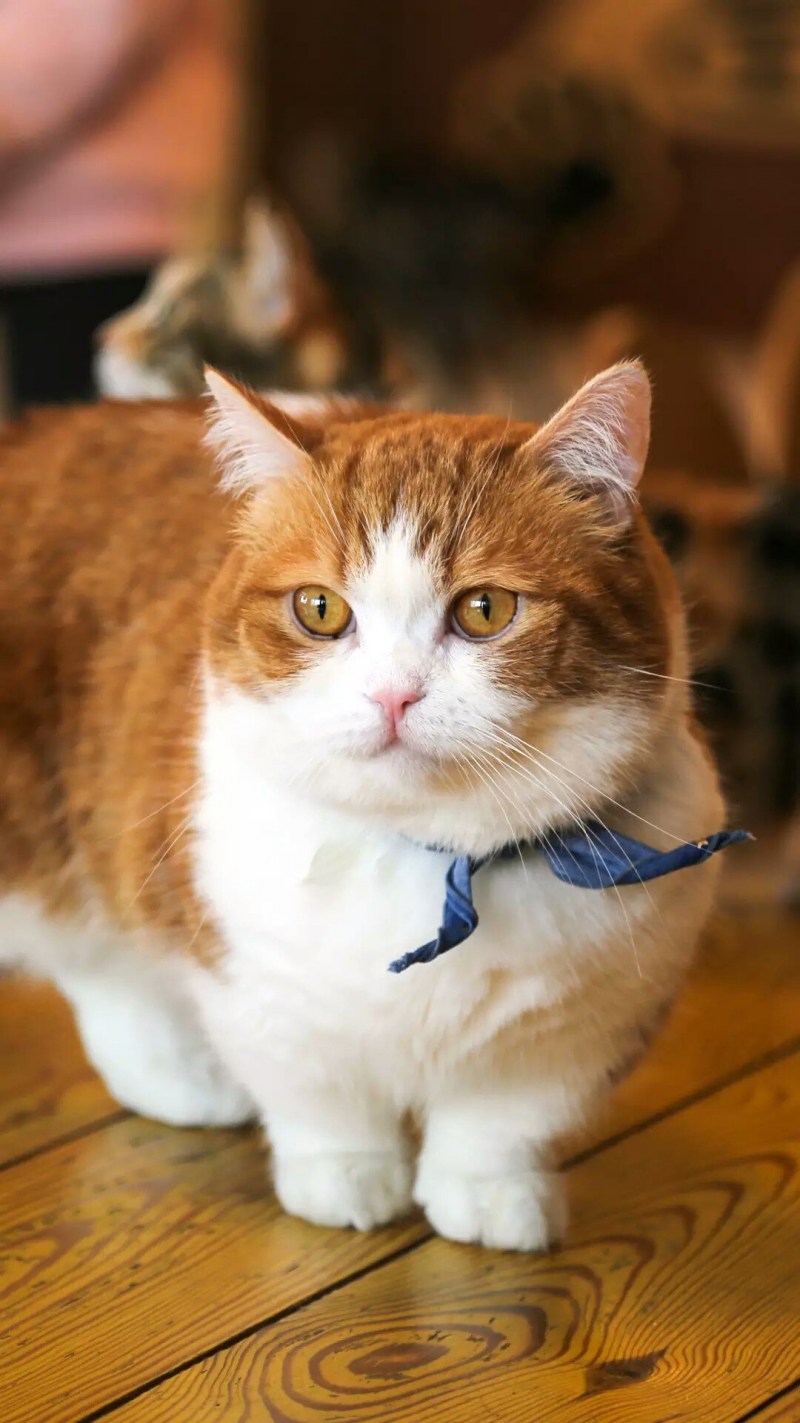Манчкин кот рыжий