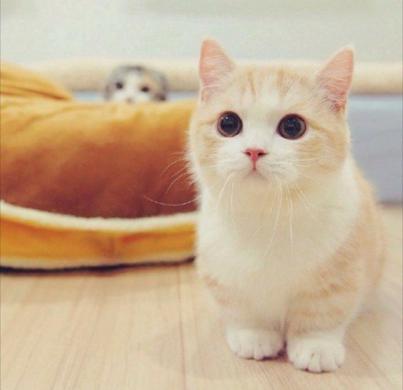 Коты Манчкин милые