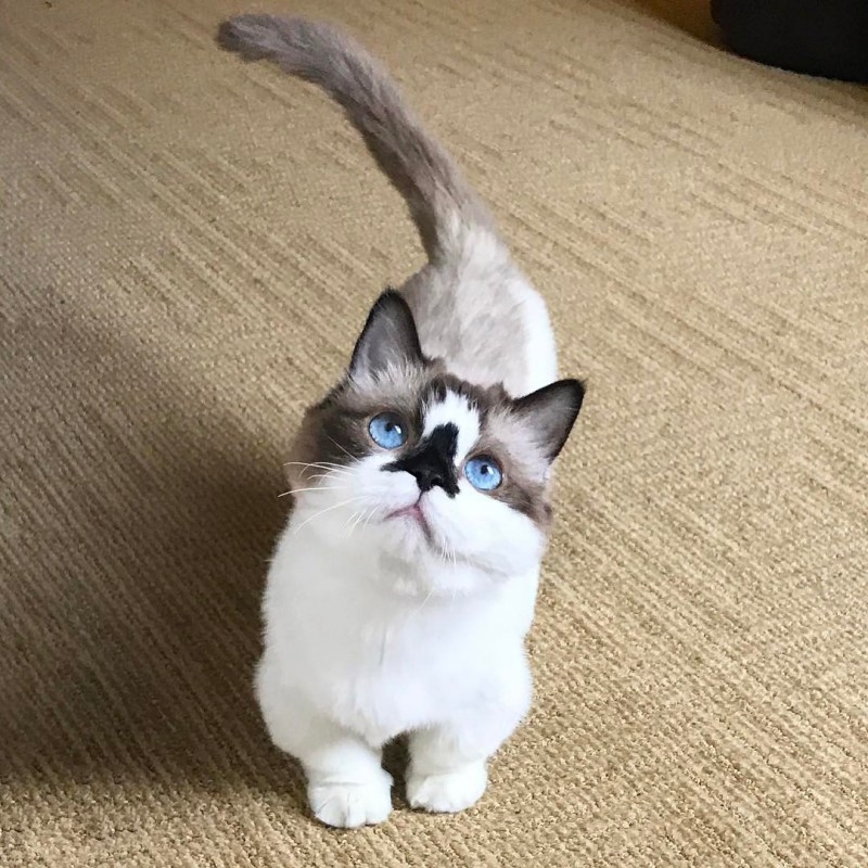 Манчкин кот