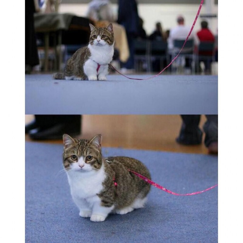 Японские коты с короткими лапами