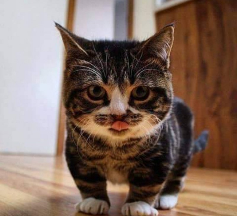 Заниженная кошка