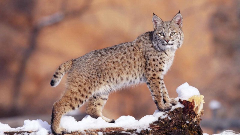 Обыкновенная Рысь Lynx Lynx