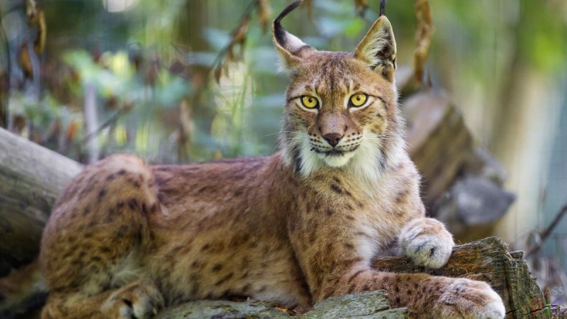 Обыкновенная Рысь Lynx Lynx