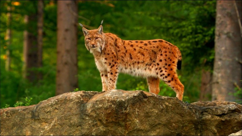 Рысь Северной Америки