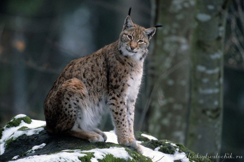 Рысь - Lynx Lynx (Linnaeus, 1758)