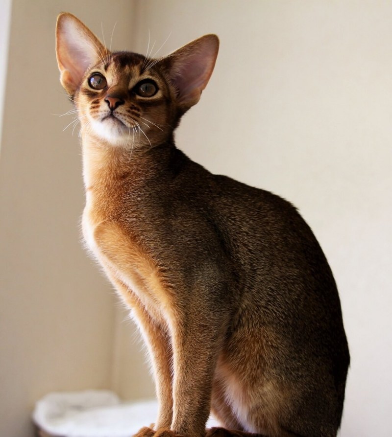 Абиссинская кошка