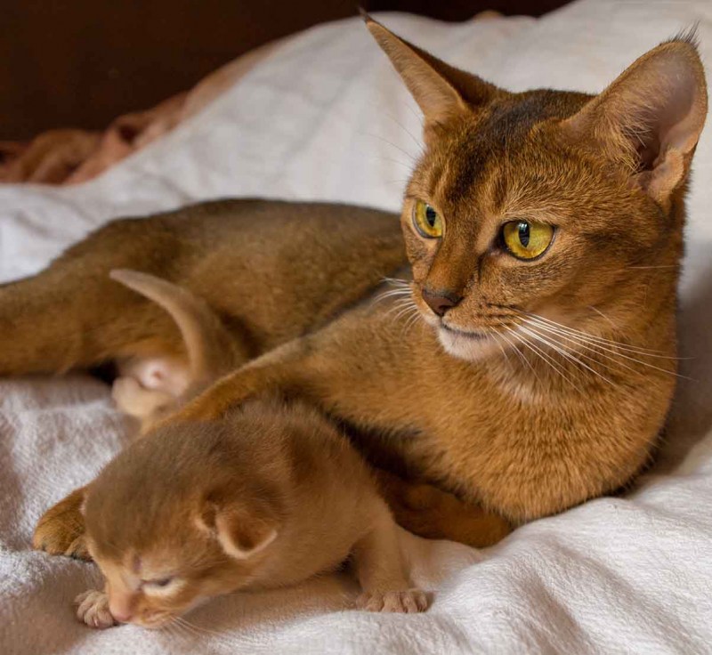 Абиссинская кошка