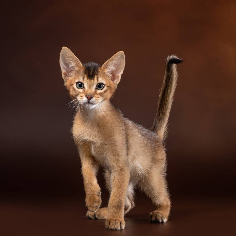 Абиссинская кошка котёнок