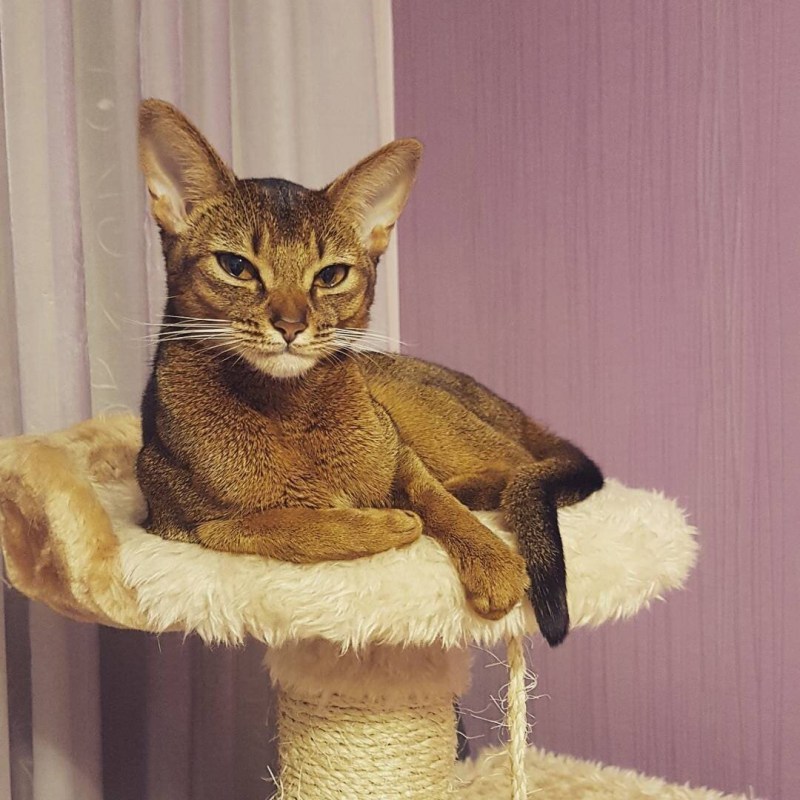 Необычные породы домашних кошек