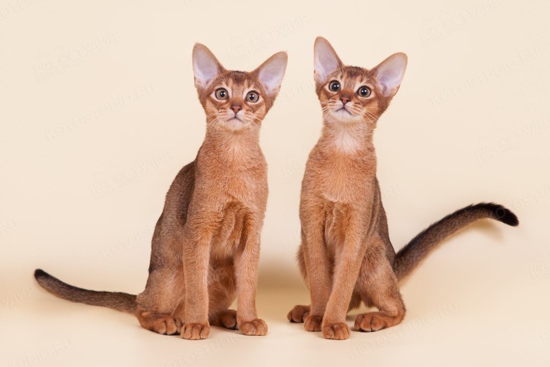 Кошка Абесс Абиссинская
