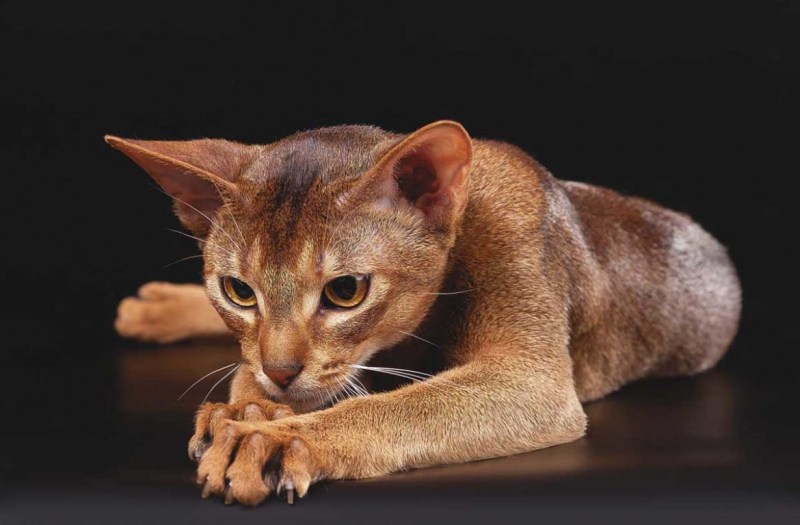 Абиссинская кошка