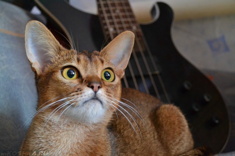 Абиссинский кот