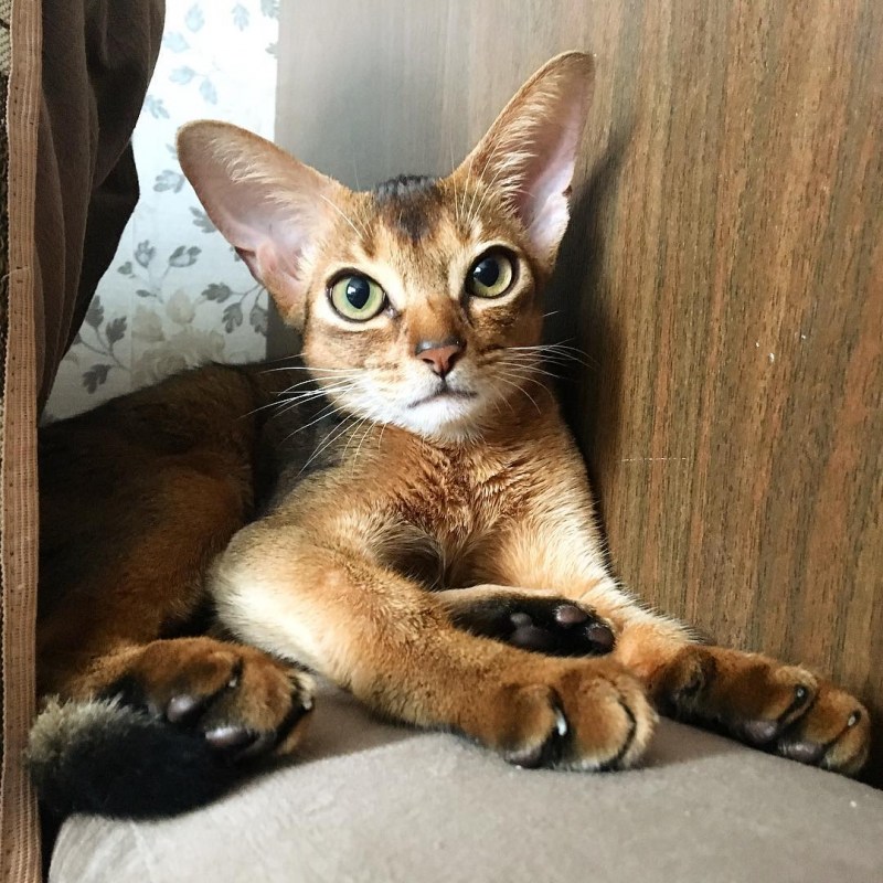 Абиссинская кошка