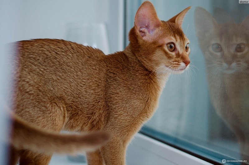 Абиссинская кошка