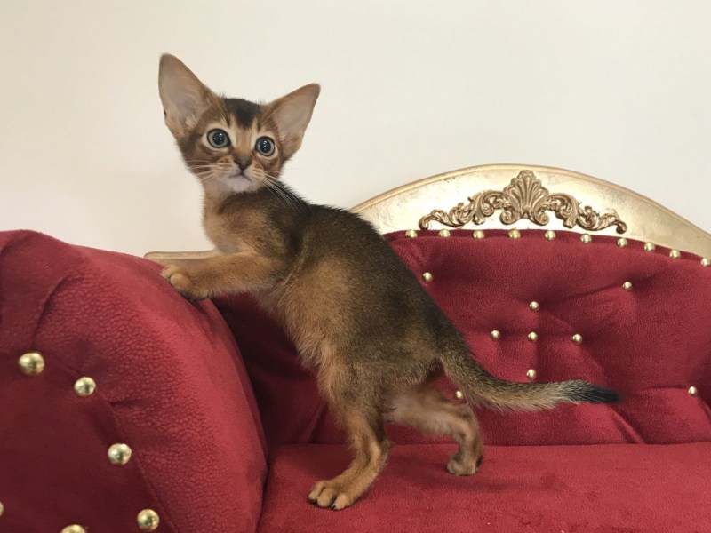 Абиссинские котята