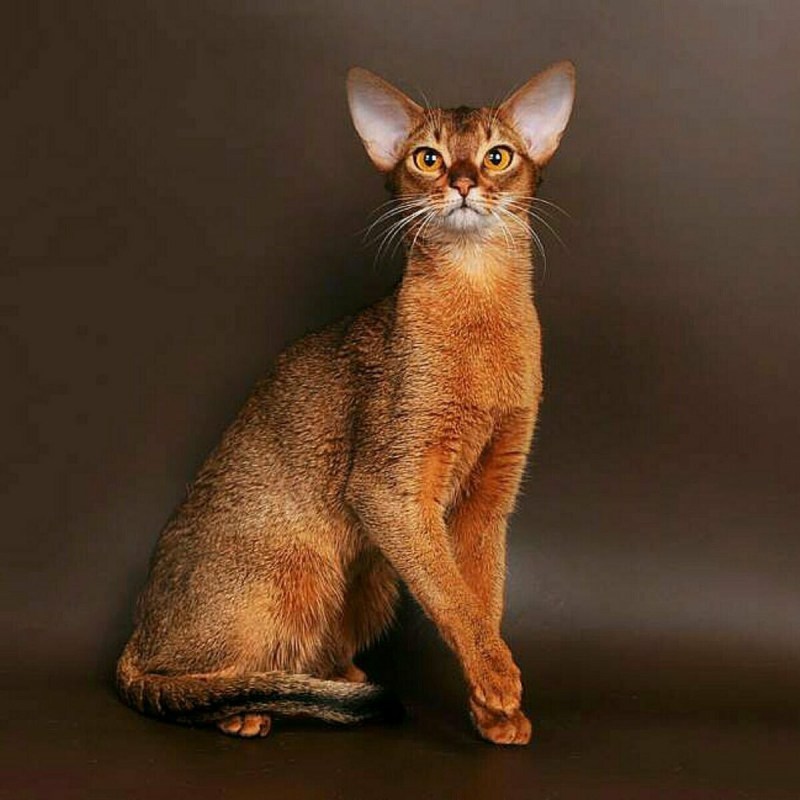 Абиссинская кошка